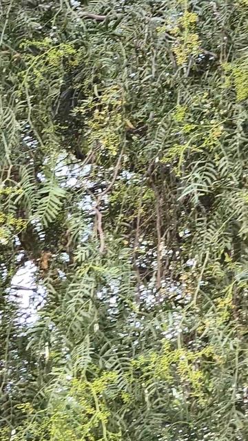 Море. Кипр. Экзотика. Жакаранда набирает цвет смотреть онлайн