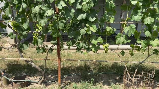 Одноплоскостная шпалера винограда в два яруса ! Если у смотреть онлайн
