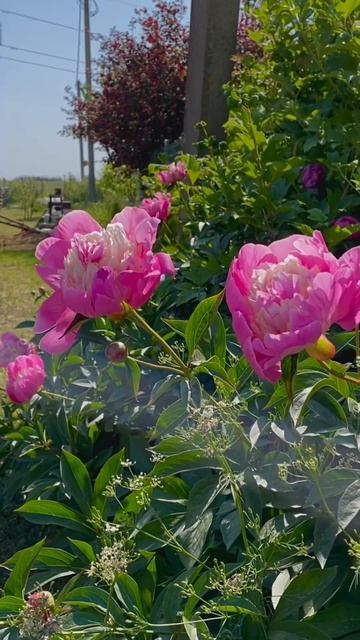 Запускаем пионы в продажу. Заказать можно через ссылк? смотреть онлайн