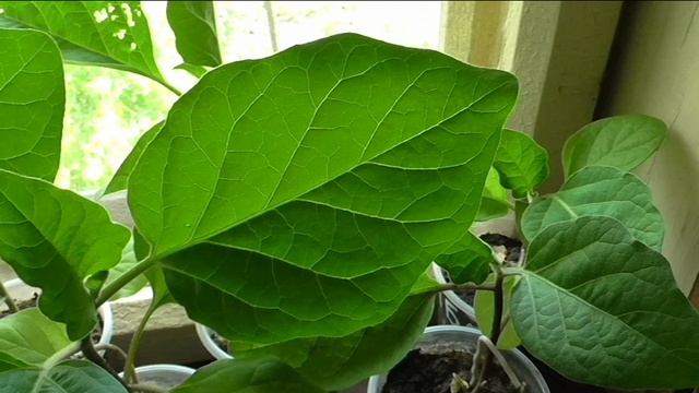 Уховертка погрызла лист баклажана