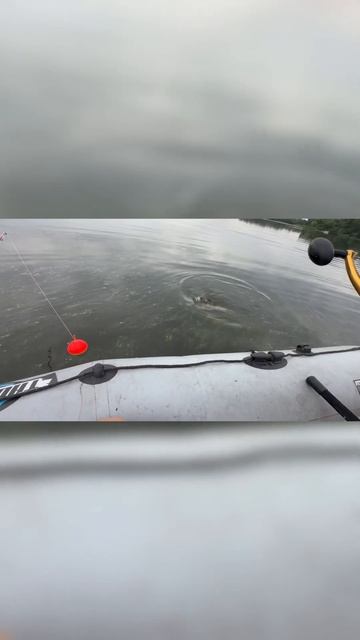 Рыбалка на сома, ловля сома на квок #fishing #top #рыбалка # #sh смотреть онлайн