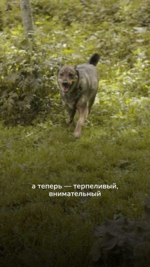 Познакомьтесь с Джеком — специальным гостем фестиваля «Собаки в городе»!