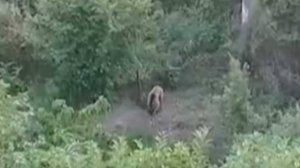 В нескольких селах Сочи медведи вышли к людям