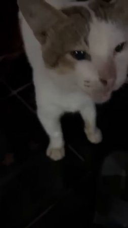 Забавные котики - # 22 2025 год