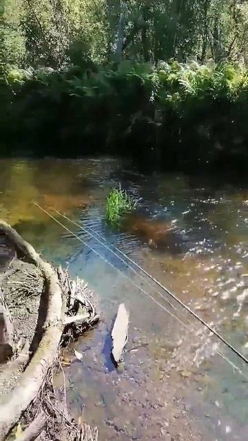 лесная речка) Архангельской области, ловля форели. смотреть онлайн