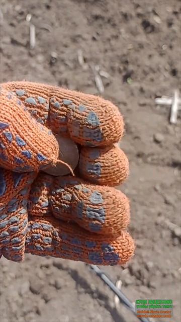 Выкопал 5 коп 1946 года #коп #монеты #questx5 смотреть онлайн