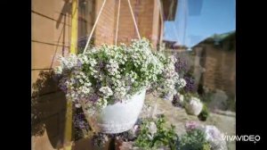 Сад весной 2025 г.