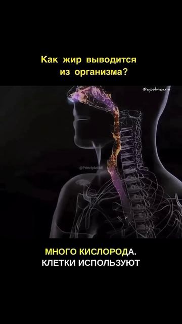 КАК ДЫХАНИЕ СЖИГАЕТ ЖИР. #дыхание#худеемвмест смотреть онлайн