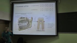 Физиология человека и животных. Пищеварение. Зыбина А. М.