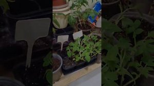 пикировка ТОМАТОВ Непас 9 без заморочек были посажены