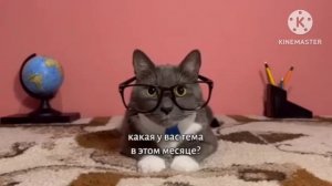 если бы котики ходили в школу опять на учёбу МЕМЫ