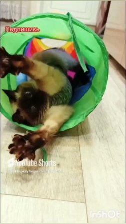 Смешная😂кошка🐱Ладушка‼️ #смешныекоты #прикольные котики #котики #кошка Ладушка