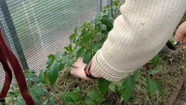 Мульчирование и подвязка томатов: практическое руков? смотреть онлайн