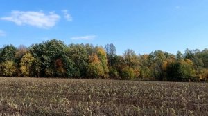 SIMPLEX LITE на копе. Про металлоискатель симплекс лайт