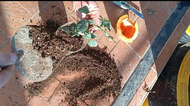 ГОЛЛАНДСКИЙ РОЗА ГҮЛДІ ТАМЫРЫН ШЫҒАРУ ӘДІСІ ВАТСАП 8708 смотреть онлайн