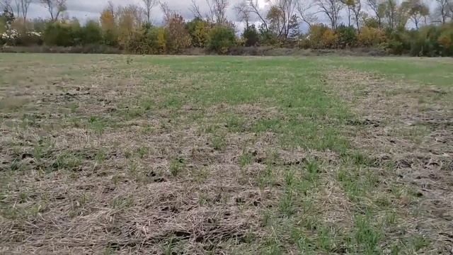 Как солому превратить в удобрение?