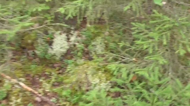 Живём в деревне \ Собираем грибы \ Одна в лесу! смотреть онлайн