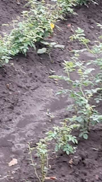 Ведем селекцию! Ростовская область май 2025