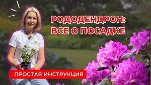 РОДОДЕНДРОН: все что нужно знать при посадке