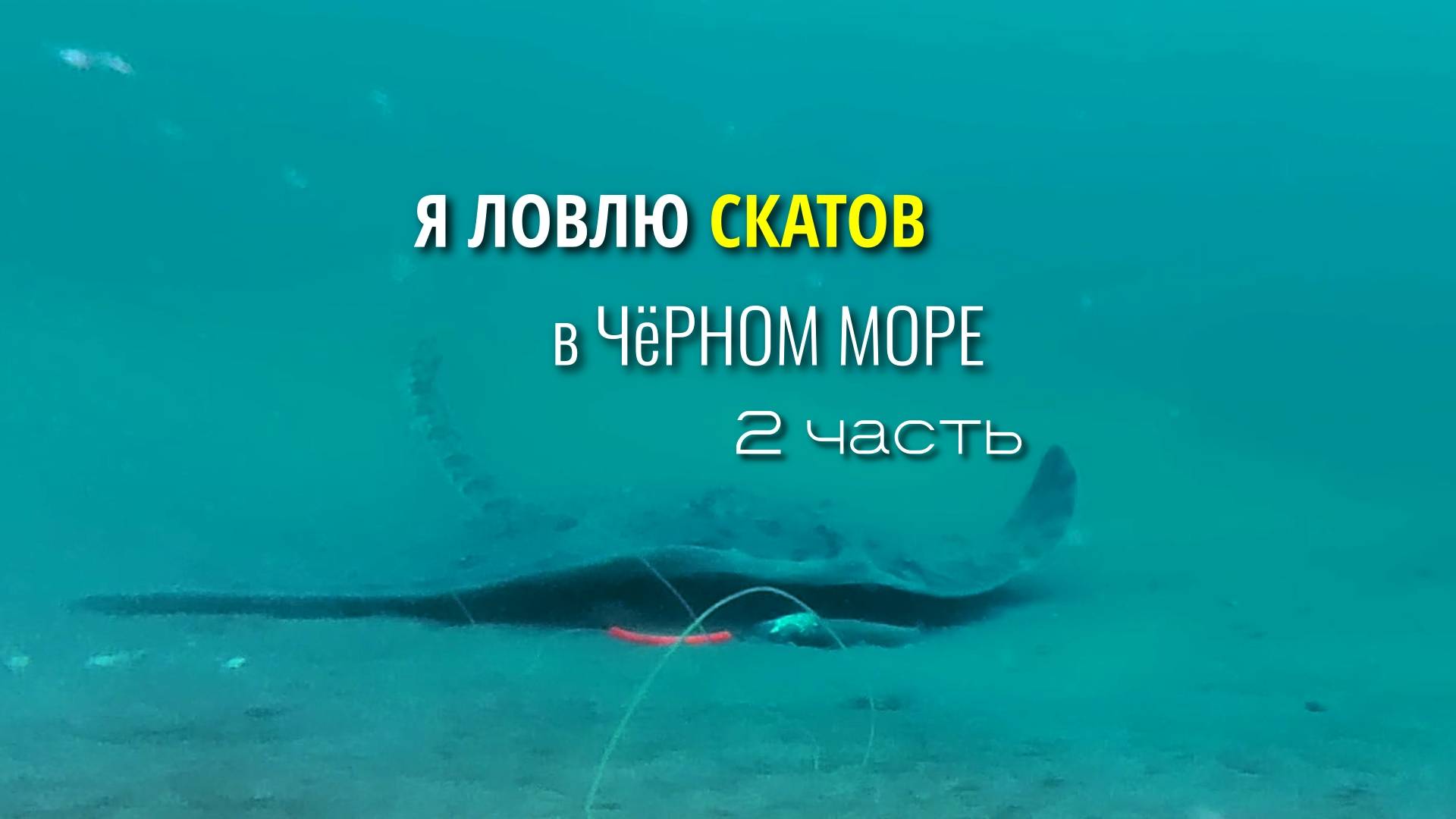 Я ловлю скатов в Черном море и наблюдаю за их поведением на большой глубине. 2 часть