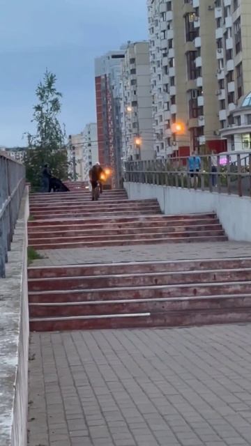 мощный прыжок с лестницы смотреть онлайн