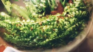 Растения во флорариуме 10.11.24  #hoya #imbricata #krohniana #dischidia #ovata