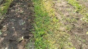 05-06-2025 большая работа с клубникой.
