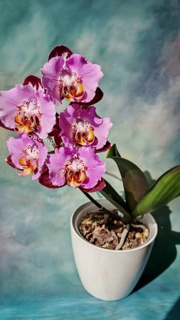 Phal. Black Piano 🎹
Второе цветение шедевральной азиатской орхидеи бабочки Блэк Пьяно 🌸