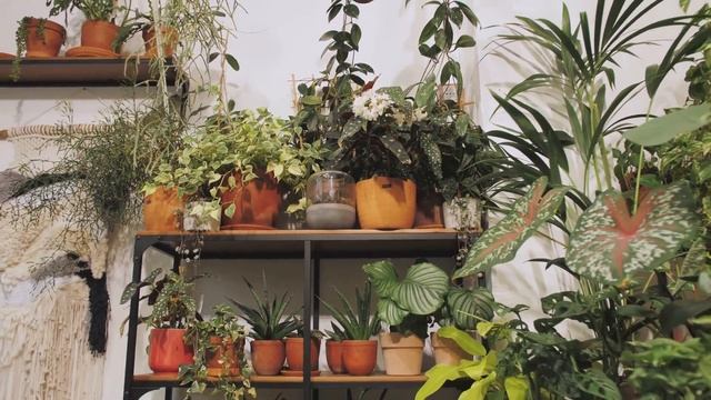 Благоприятные Дни для Пересадки Комнатных Растений ? смотреть онлайн