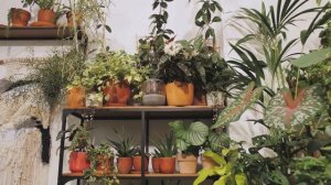 Благоприятные Дни для Пересадки Комнатных Растений ?