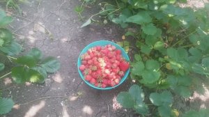 VID_20250605_133425.mp4