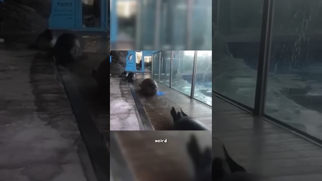Смешные тюлени (2025 год)