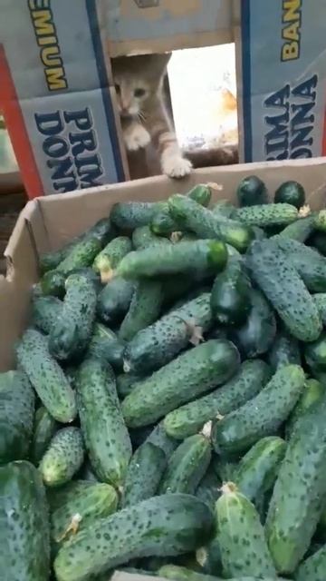 Огуречный контроль. смотреть онлайн