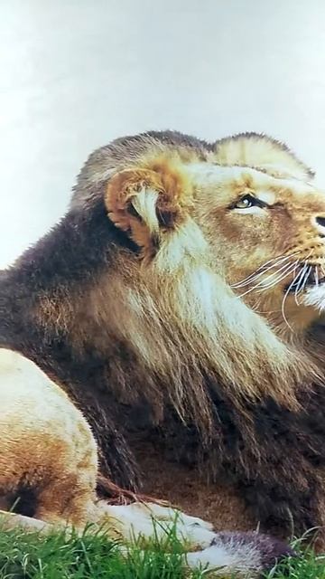 Обои и картины смотреть онлайн