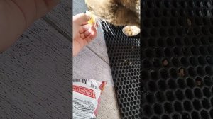 Кот Читос есть чипсы читос