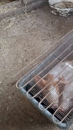 Новые питомцы 4 свинки ПэппЫ