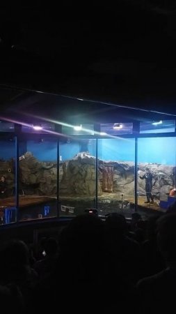 Дрессированные тюлени в Океанариуме в СПБ