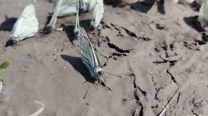 Бабочки, много бабочек! Урал, июнь 2025