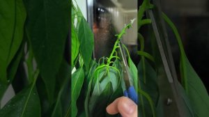 Как спасти дерево авокадо после пересадки? 👌