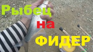 Рыбец на Фидер!