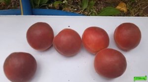 красный абрикос ДЖЕНГАТ, Астрахань 26 06 24г