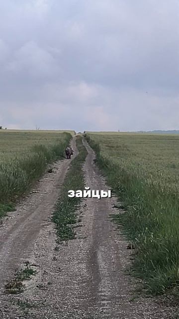 Мы живём как-будто в сафари.