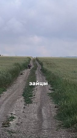 Мы живём как-будто в сафари.