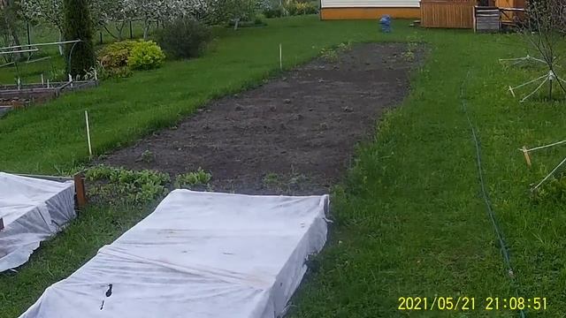 Картофель уже всходит посажен 5 мая в землю с Фикалием смотреть онлайн