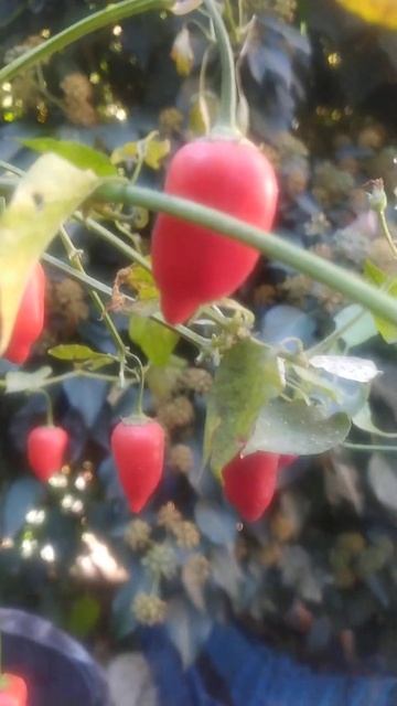 Aji Benito, ягодный сладкоострый перец смотреть онлайн