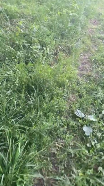 Никогда не берите это на рыбалку #рекомендации #рыбалк смотреть онлайн