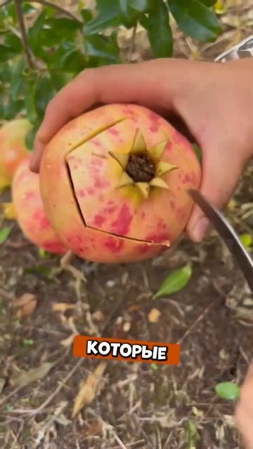 Что будет если есть гранат каждый день? смотреть онлайн