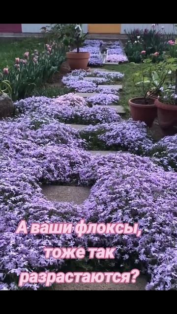 Это происходит с флоксами, если забыть про одну мелочь смотреть онлайн