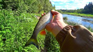 РЫБАЛКА НА МАЛОЙ РЕКЕ! КУЧА ОКУНЯ, ГОЛАВЛЬ И ЩУКА. рыбалка на спиннинг