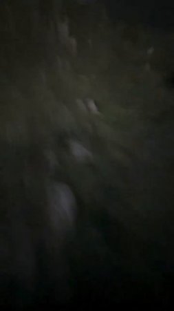 🐻Медведь испугался чеченцев — зверь спасся бегством